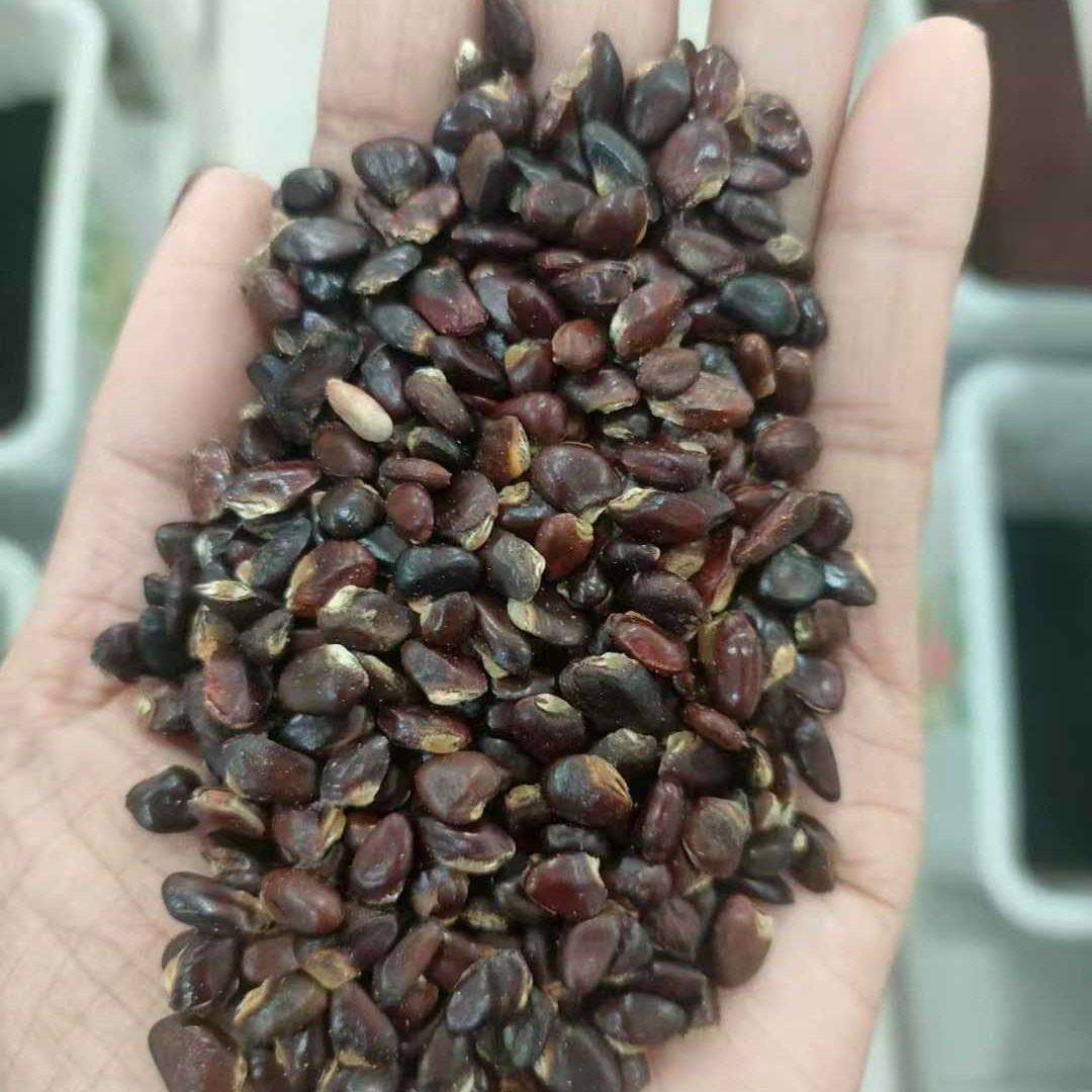 八月瓜种子紫果八月瓜树庭院爬藤植物水果八月炸种籽3