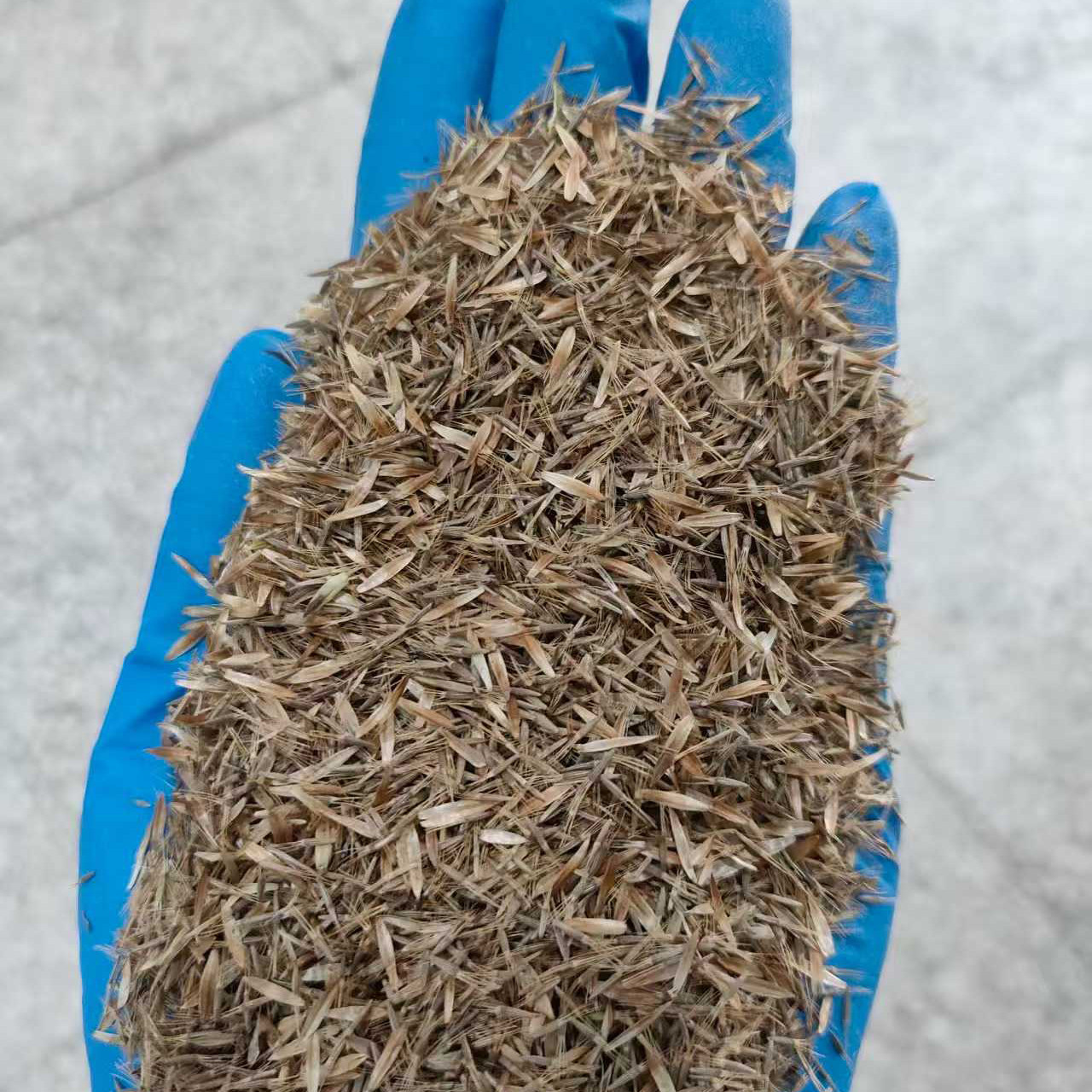 地胆草种子也叫草鞋底苦地胆土蒲公英地胆头磨地胆鹿耳草3