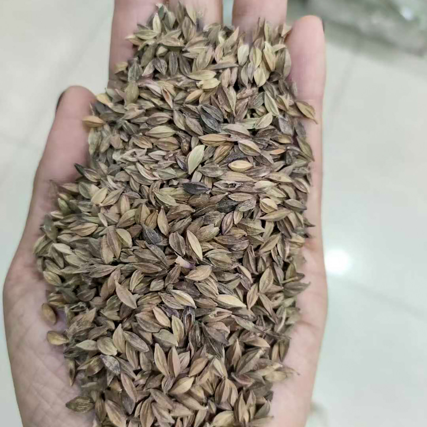 山桃草种子千鸟花种籽室内外阳台盆栽开花花卉玉蝶花5