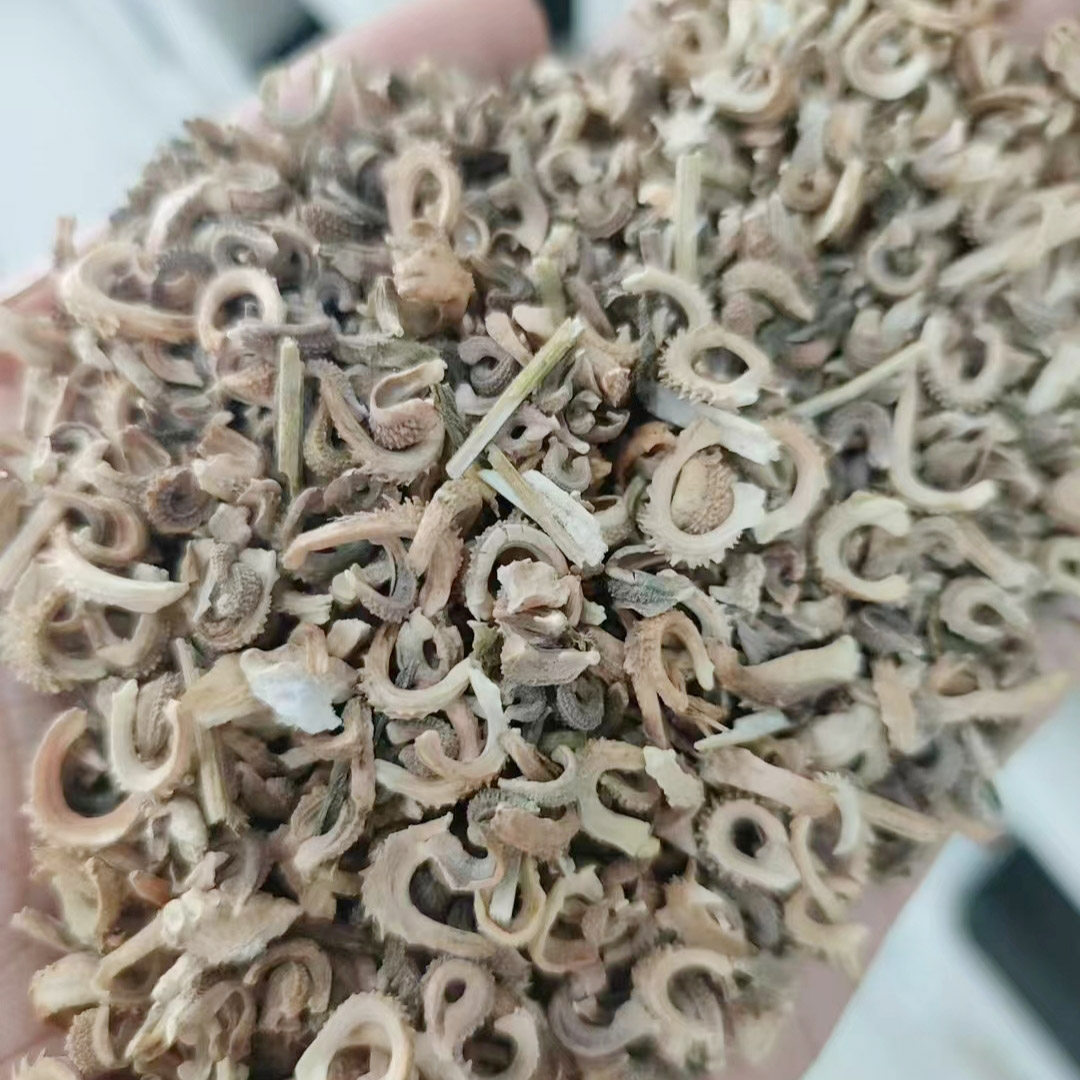金盏菊种子5