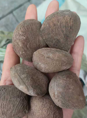 印尼黑果风铃种子也叫黑果树Pangium edule