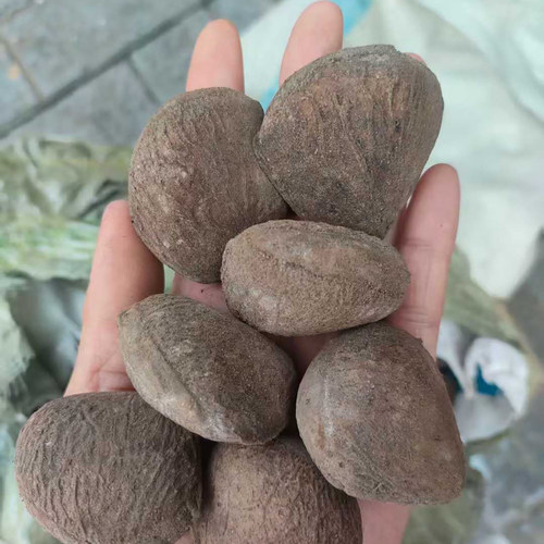 印尼黑果风铃种子也叫黑果树Pangium edule