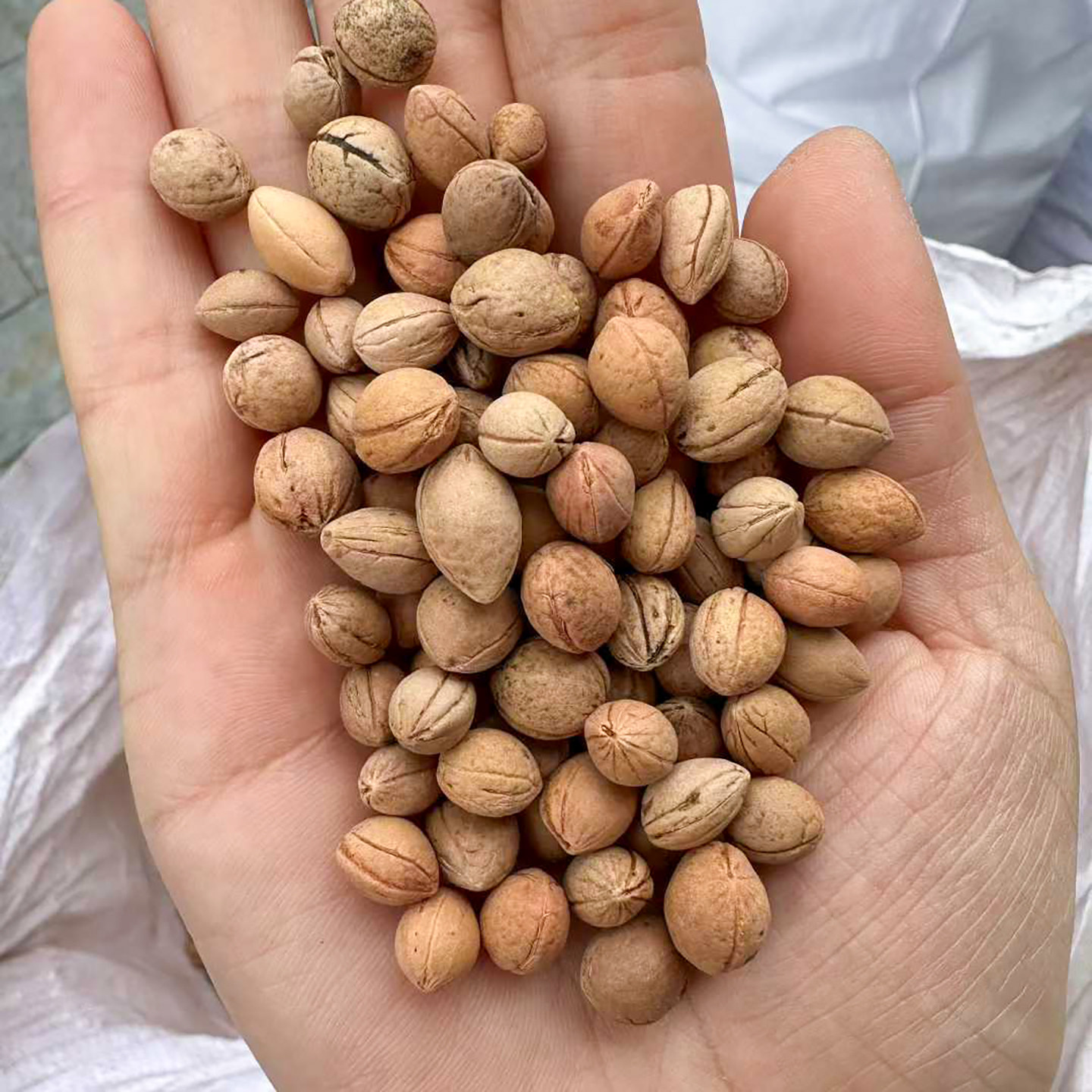钙果种子