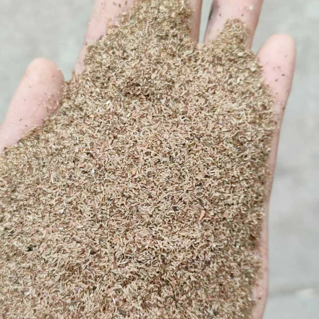 龙胆草种子3