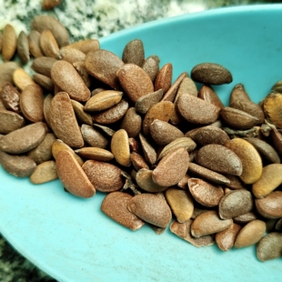 柿树核文玩挂饰油柿原籽4