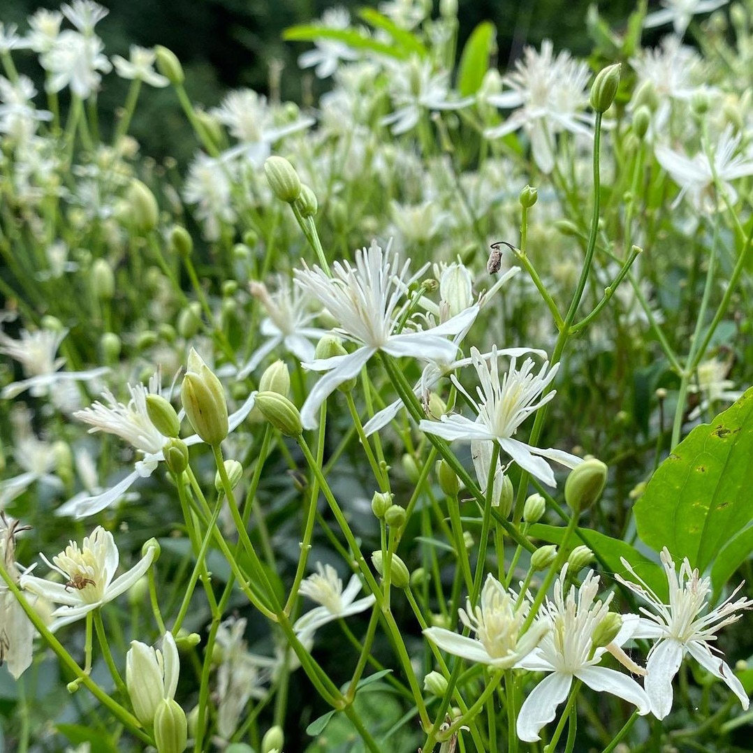 威灵仙种子四季种籽籽草种子3