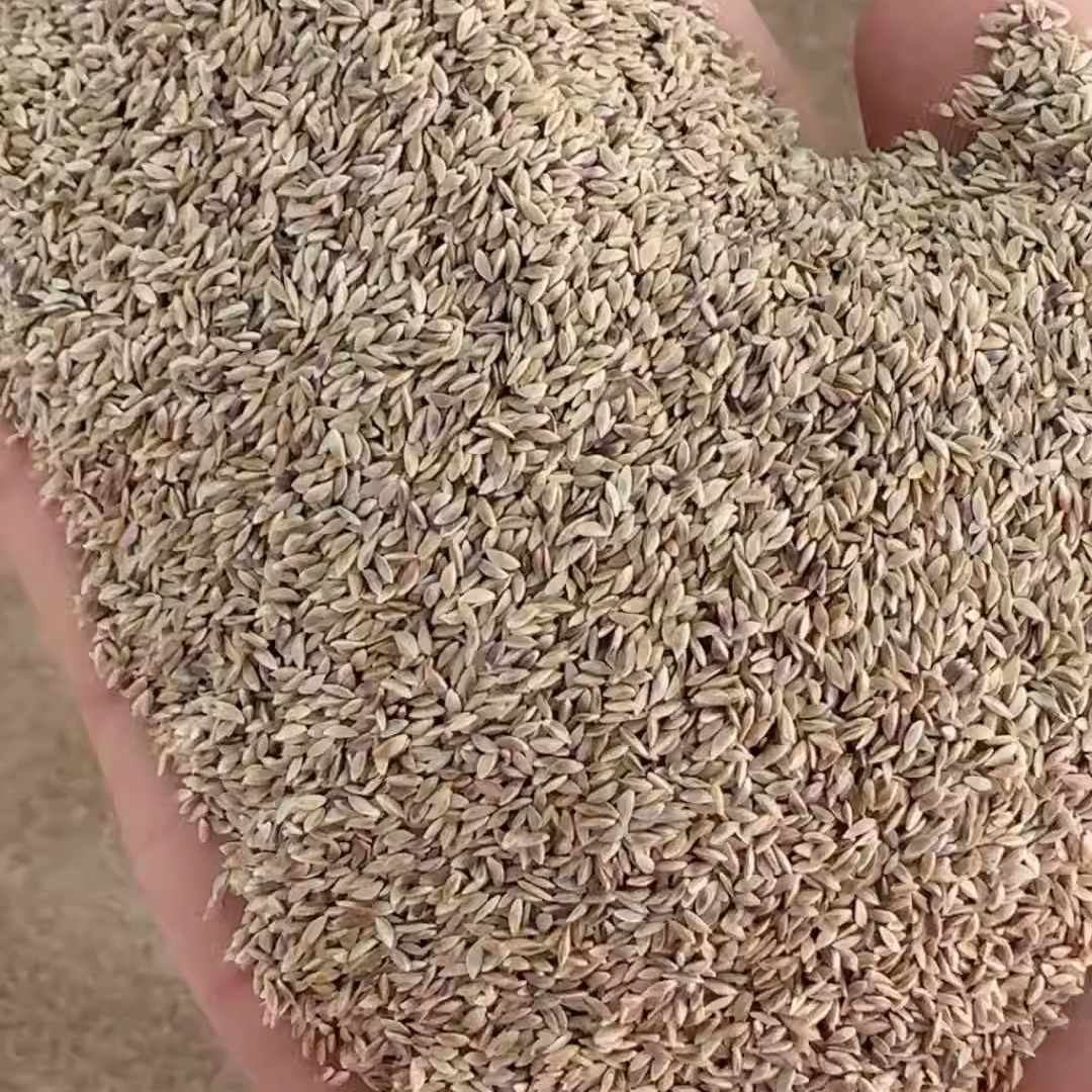 狗牙根种子unhulledbermuda