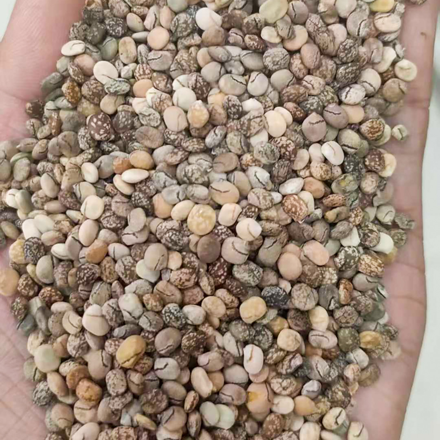 鲁冰花种子5