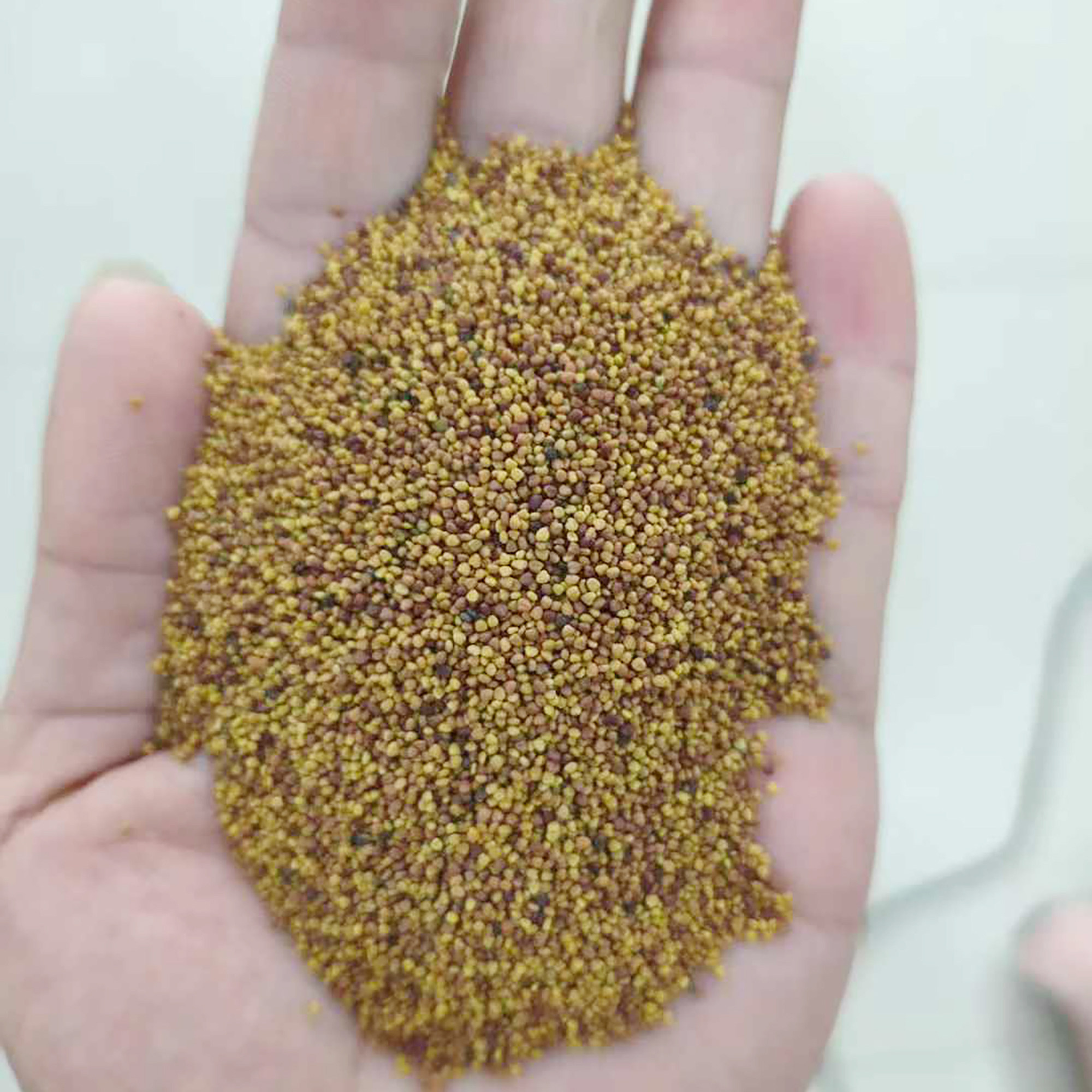 白车轴草种子也叫白花苜蓿、金花草、菽草翘摇、白花三叶草2