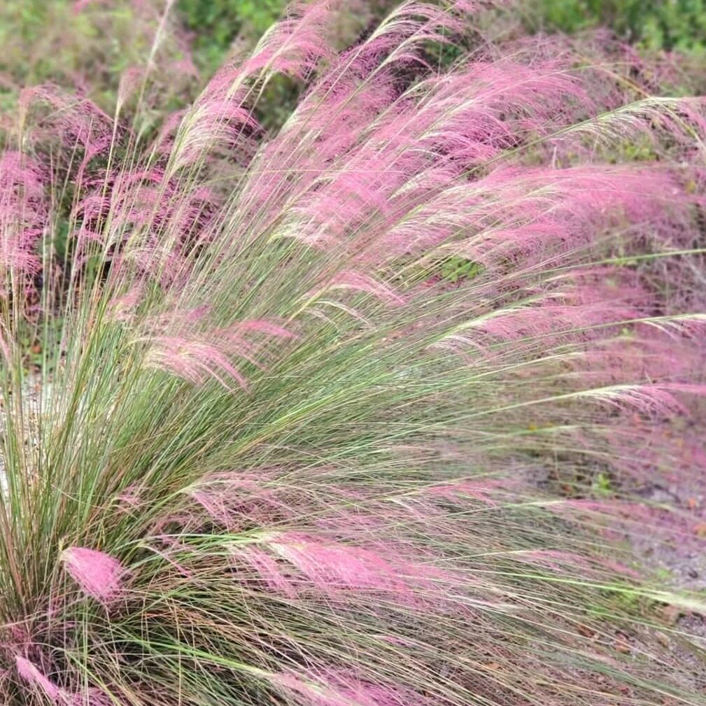 粉黛乱子草种子