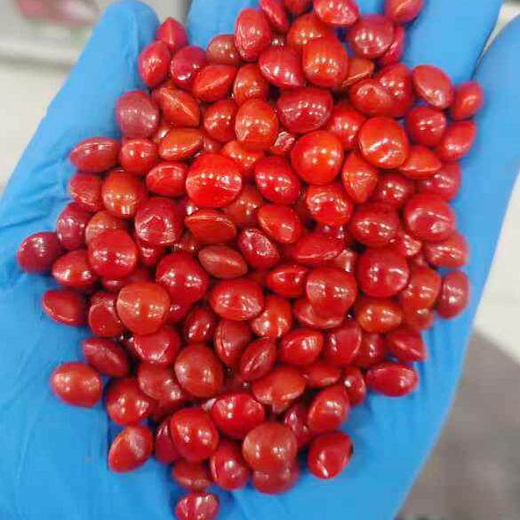 海红豆种子AdenantheramicrospermaTeijsm. & Binn.饰品文玩种籽4