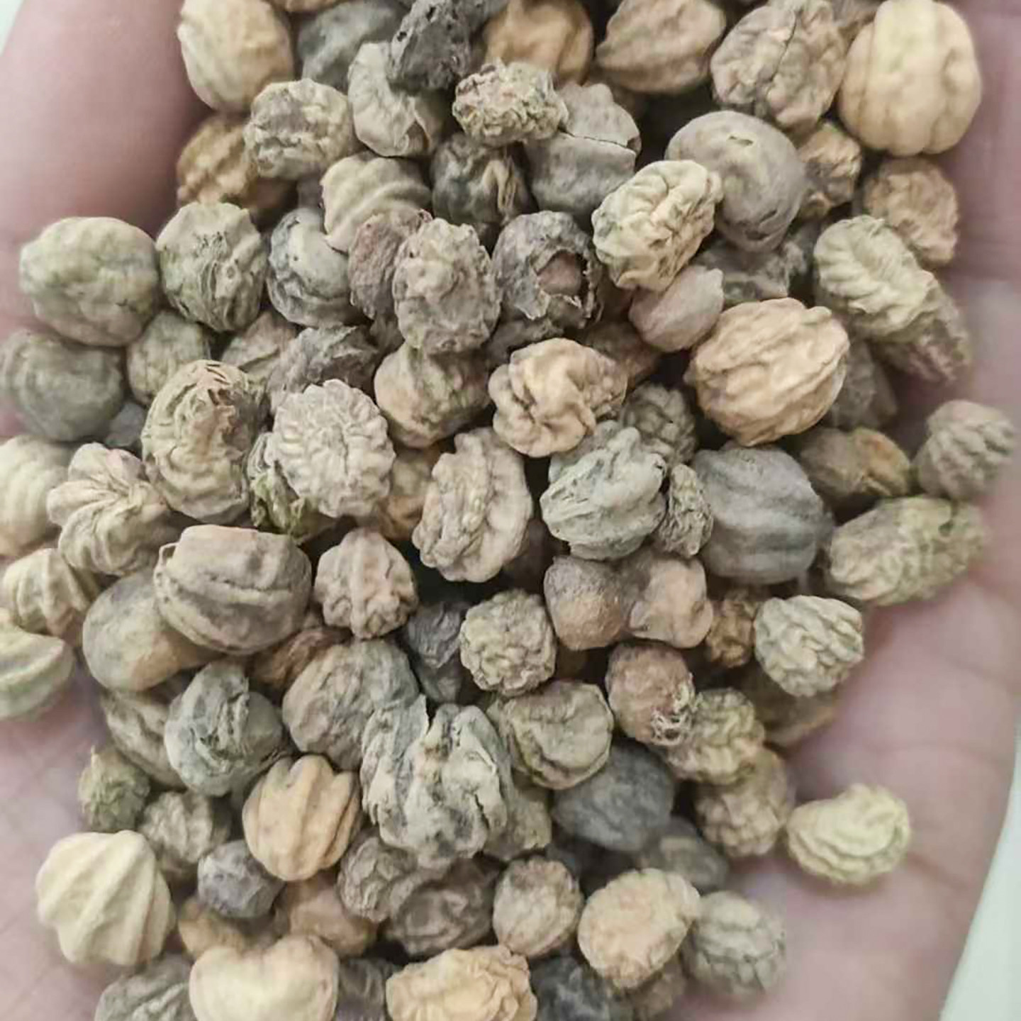 旱金莲种子