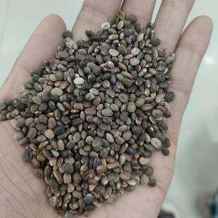 多年生鲁冰花种子也叫羽扇豆5