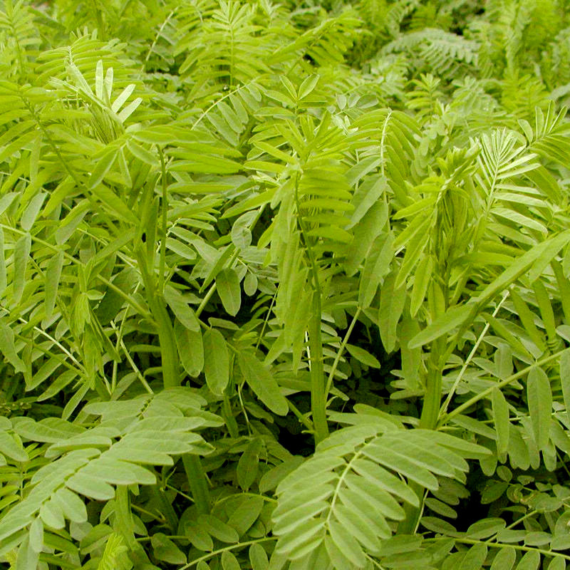 沙打旺也叫斜茎黄芪种子直立黄芪斜茎黄耆1