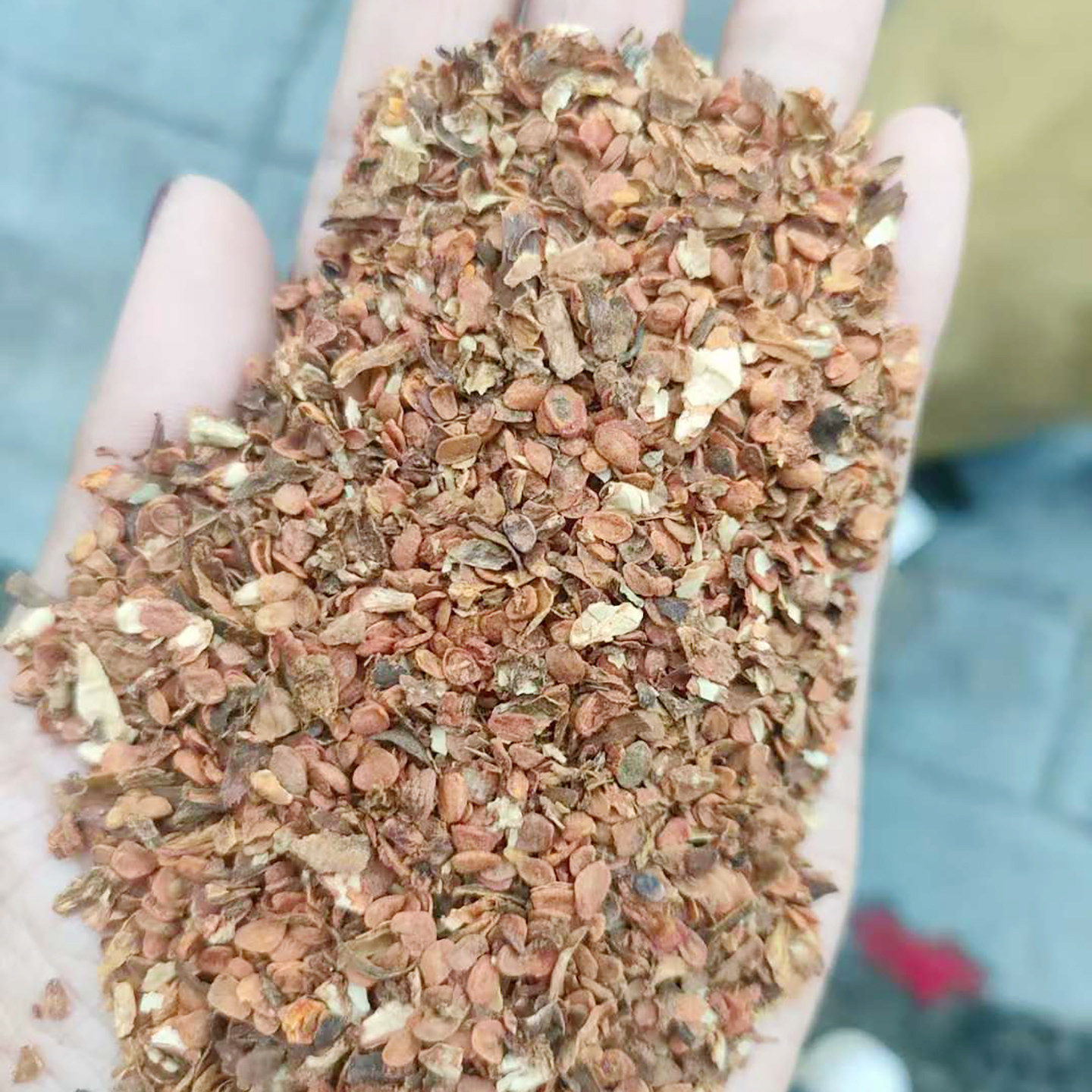 栀子花种子4