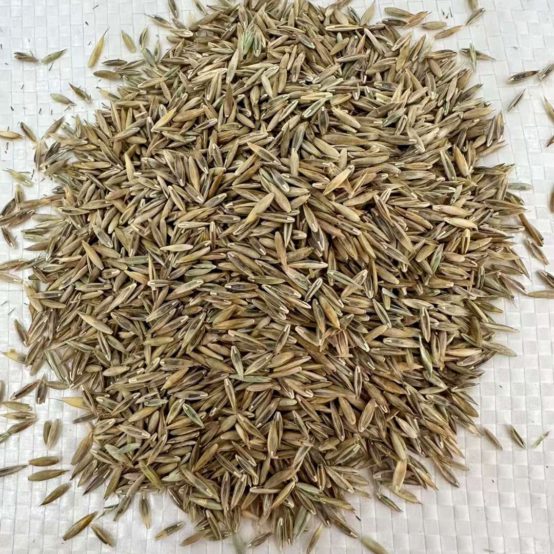 蓝标高羊茅种子四季草坪种籽2