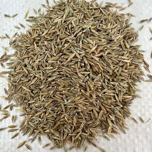 蓝标高羊茅种子2