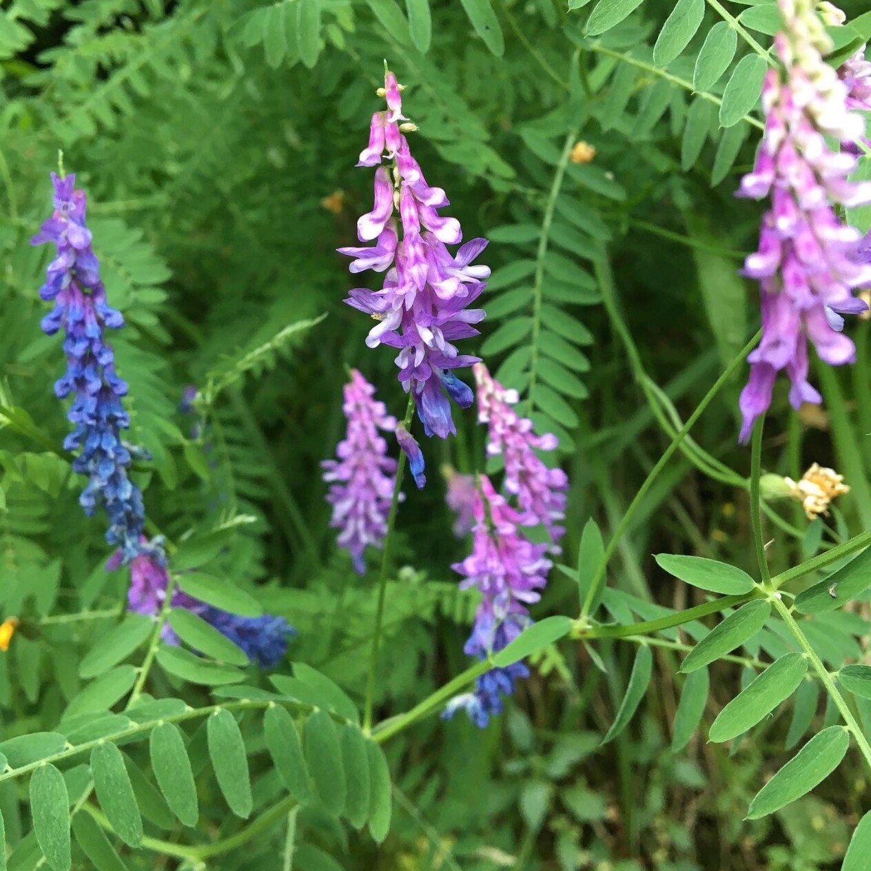 蓝花草种子蜜源植物牧草种籽抗风沙护坡固土籽草种牧草1