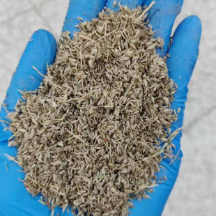 马唐种子