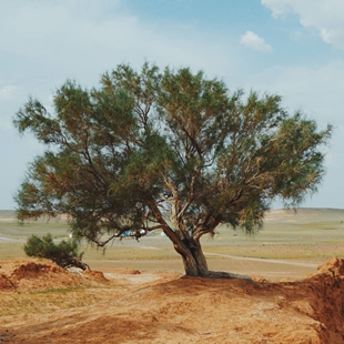 梭梭种子牧草琐琐种籽抗风沙护坡固土籽树种子牧草1