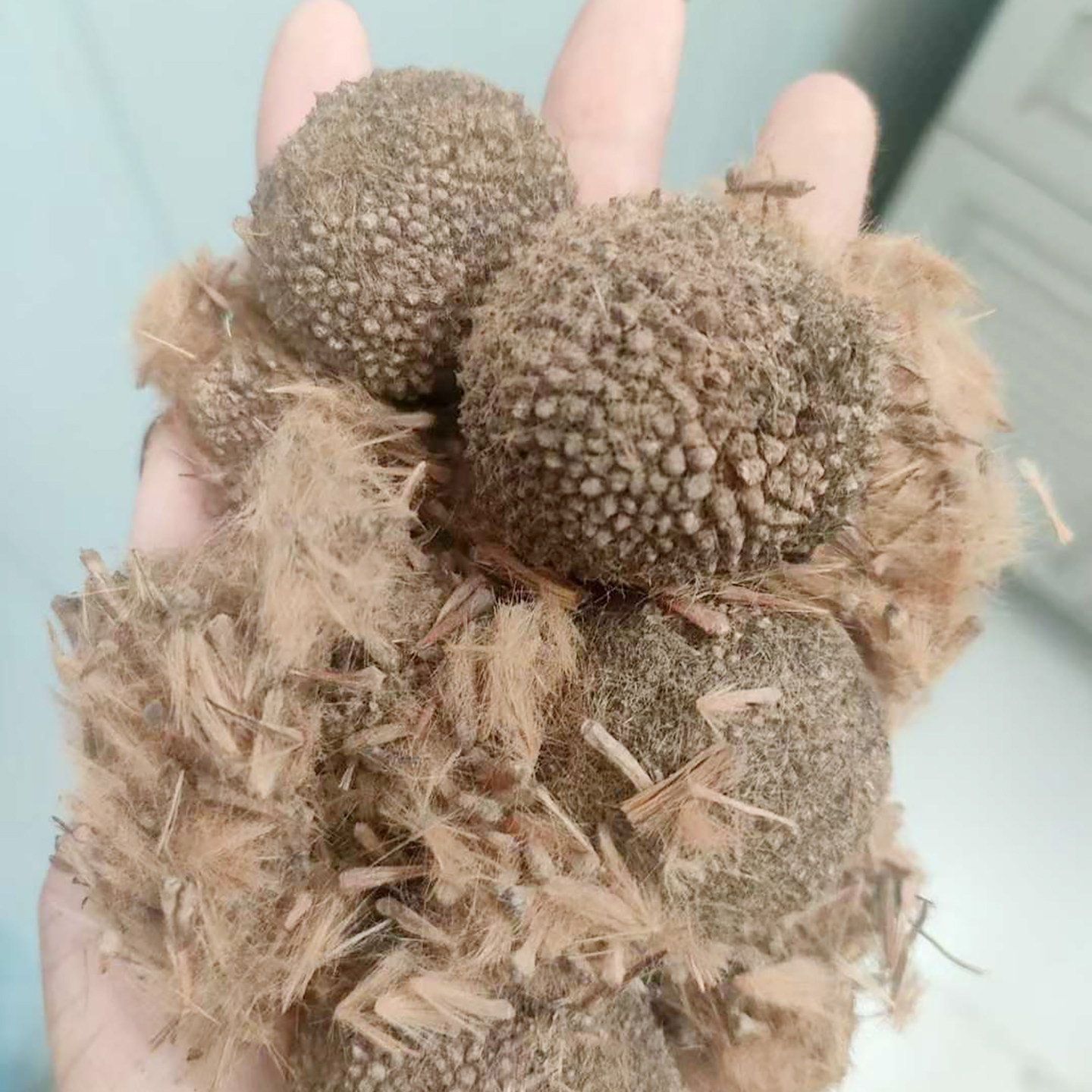 法桐种子