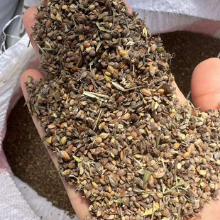 截叶胡枝子种子夜关门种子截叶铁扫帚小叶绢毛胡枝子铁马鞭灌木4