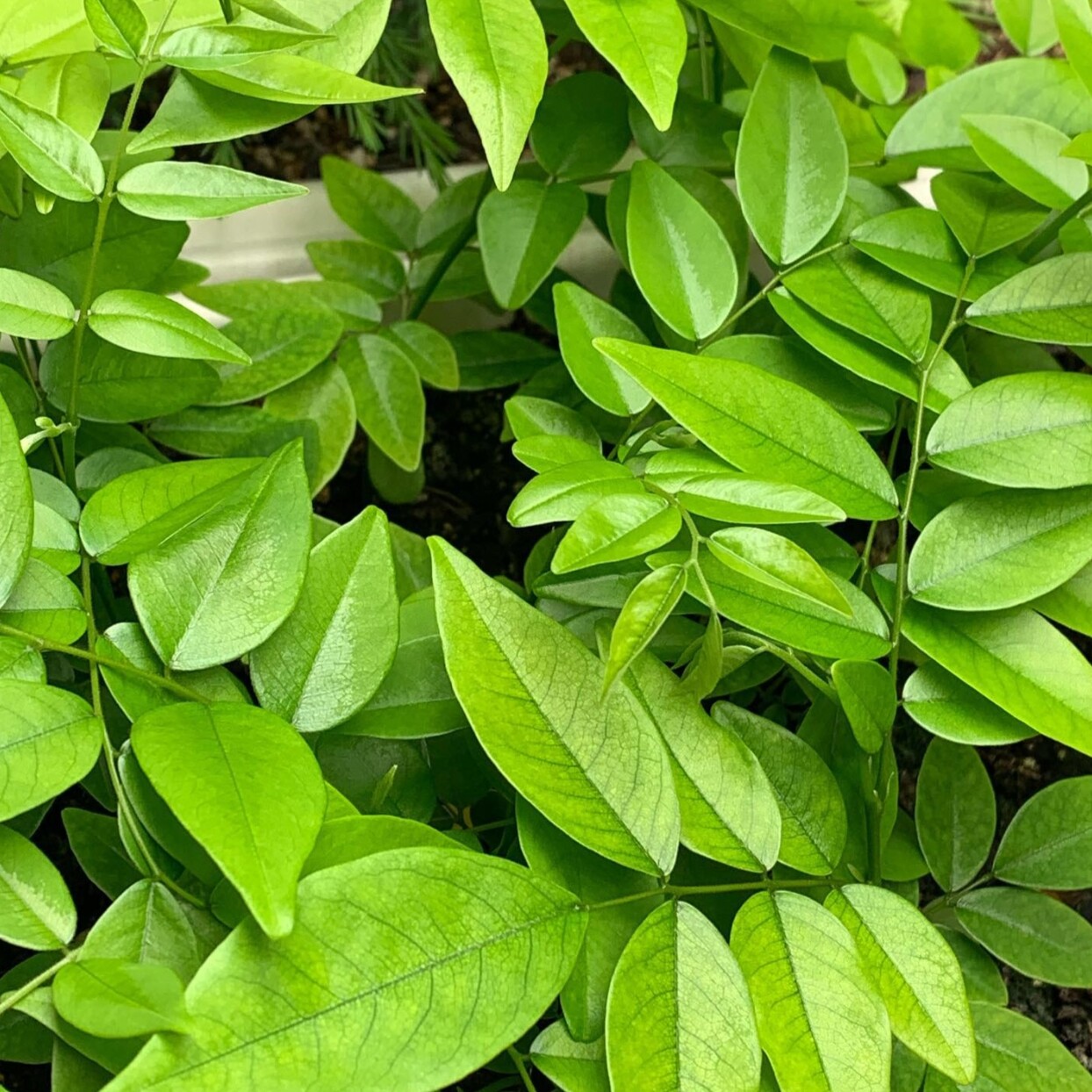 黄花梨种子4