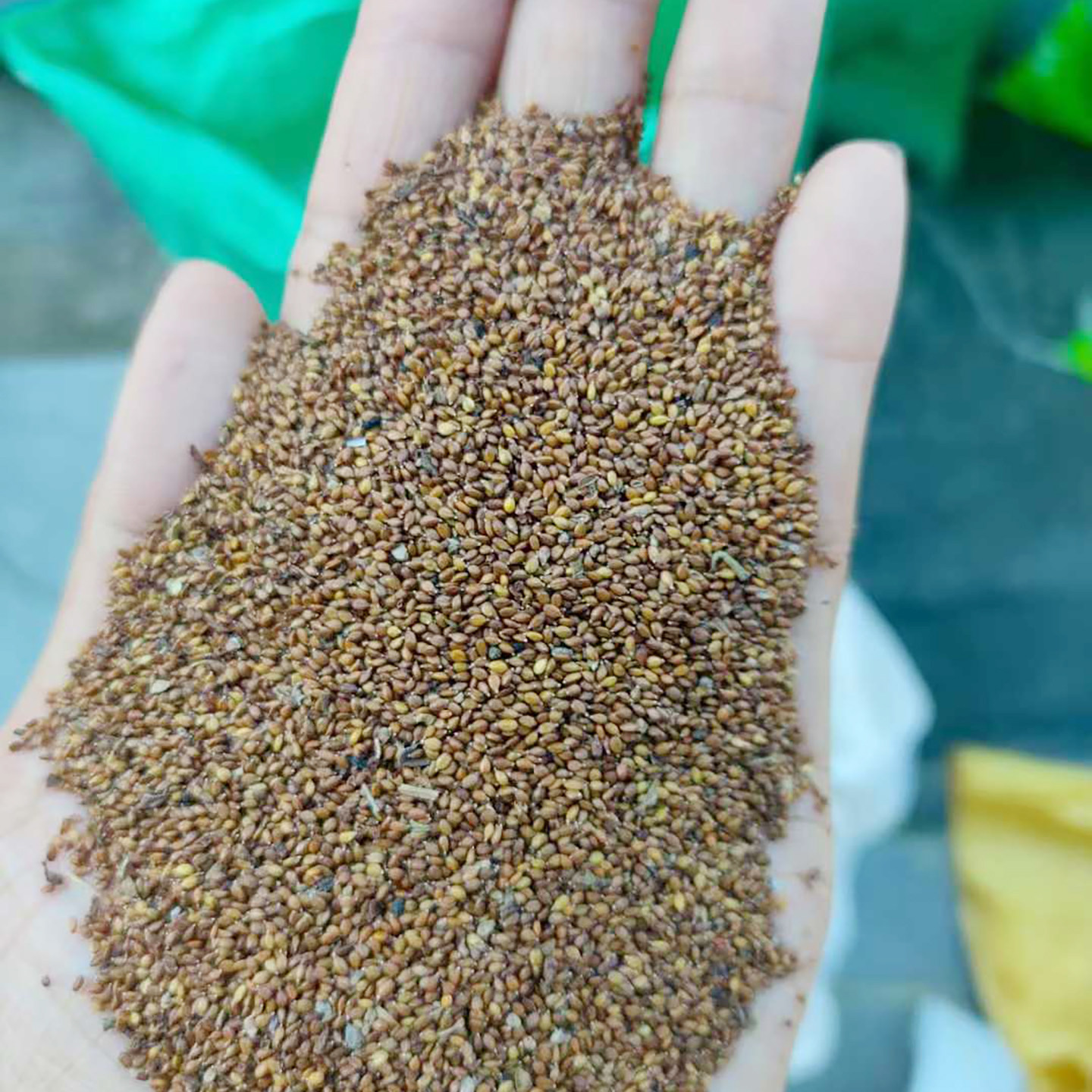 夏枯草种子