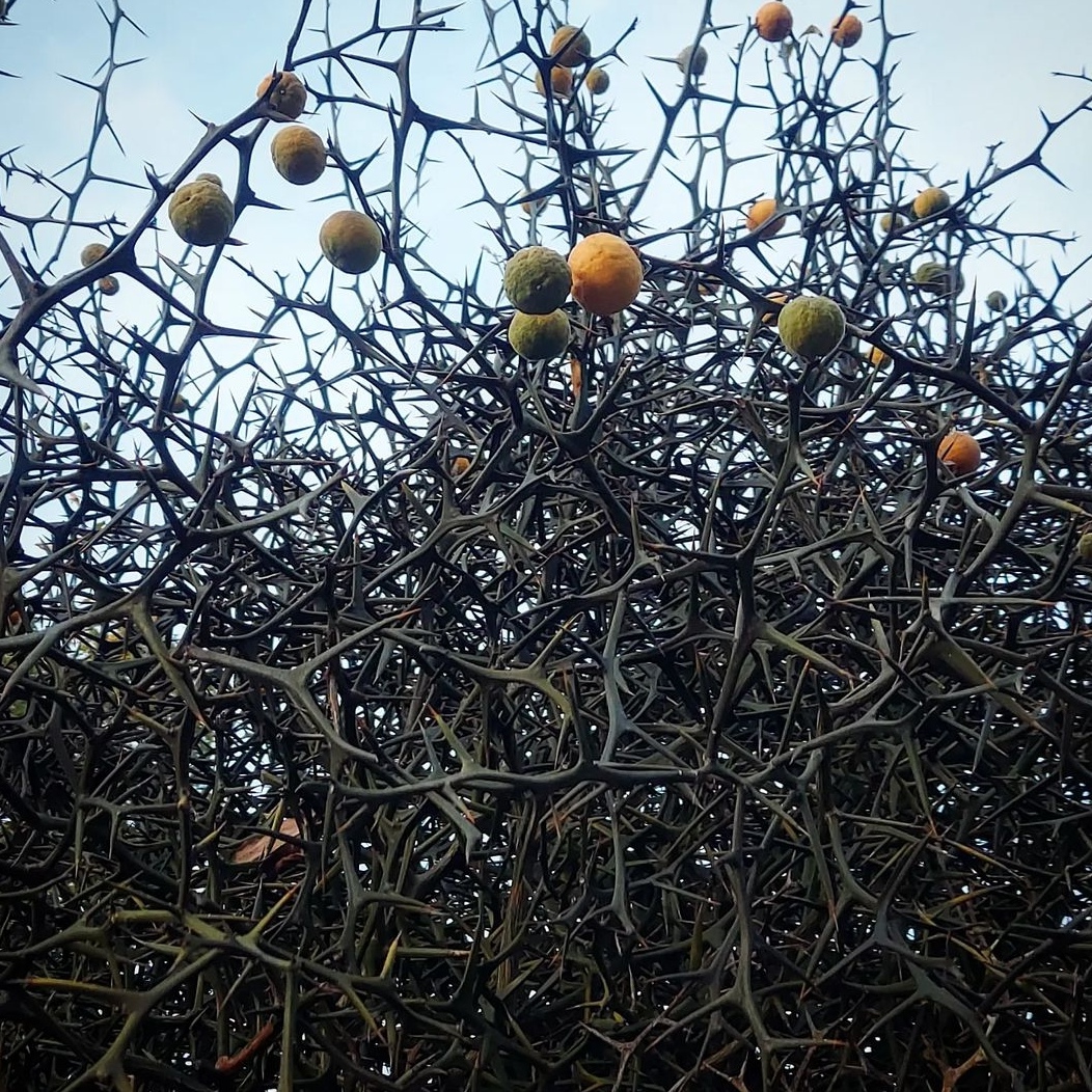 铁篱笆种子一斤围墙刺树种籽