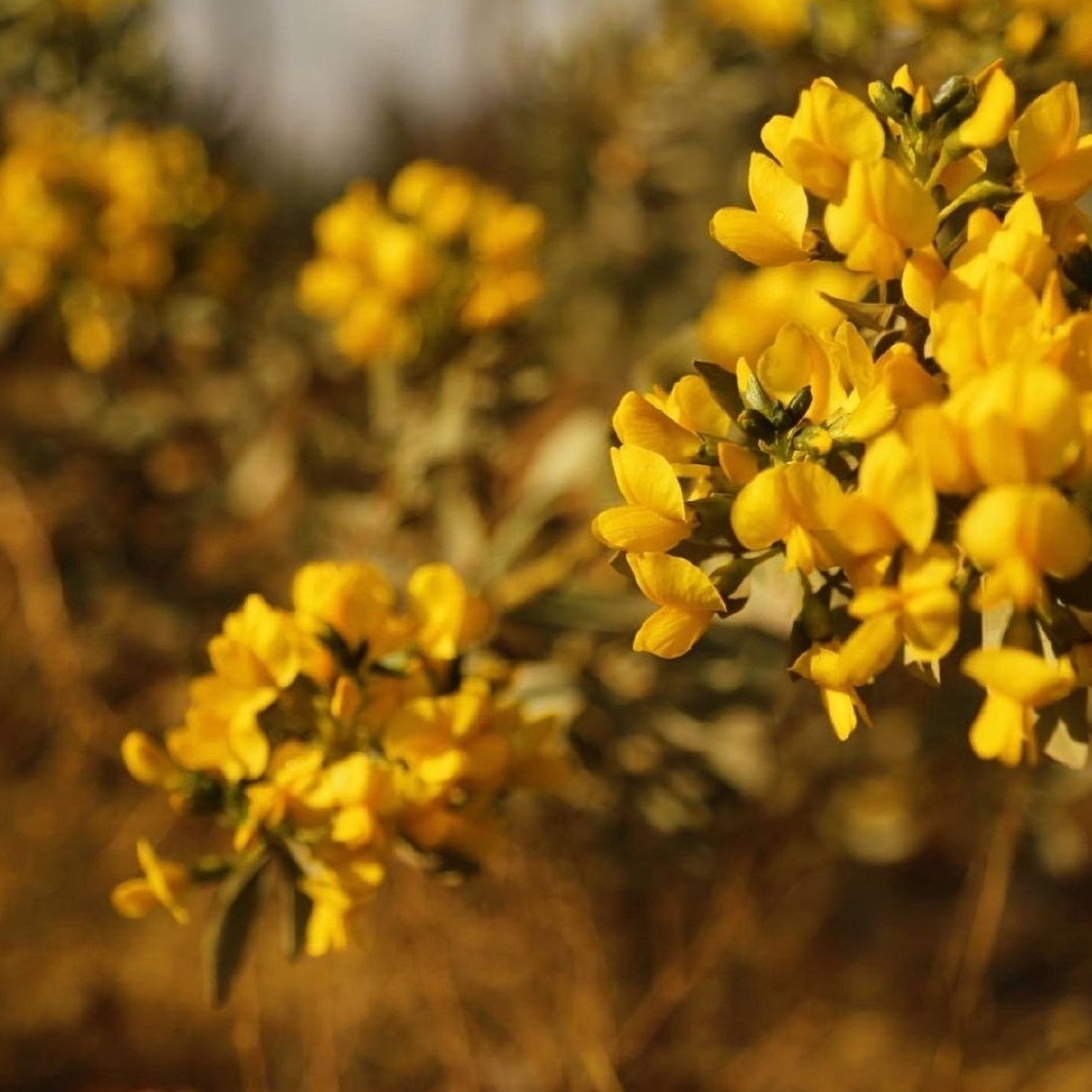沙冬青种子牧草抗风沙护坡
