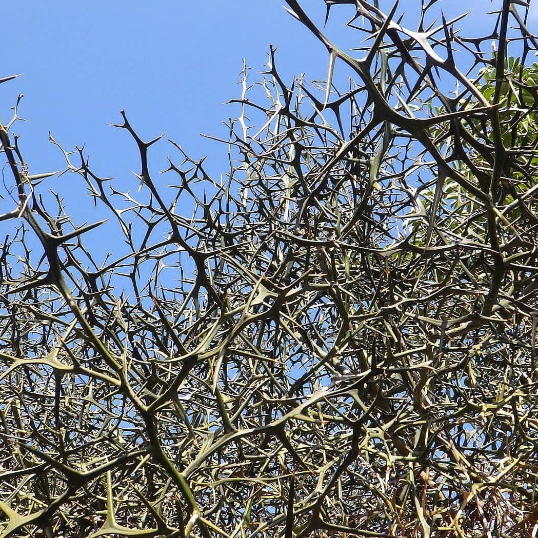 枸橘种子新货枳壳刺树围墙荆棘带刺树篱笆耐寒耐旱庭院盆栽地栽籽