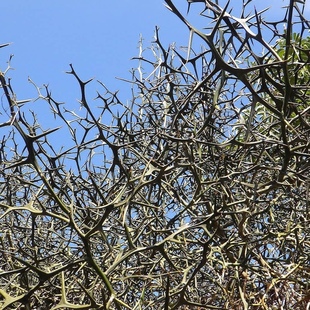 枸橘种子新货枳壳刺树围墙荆棘带刺树篱笆耐寒耐旱庭院盆栽地栽籽