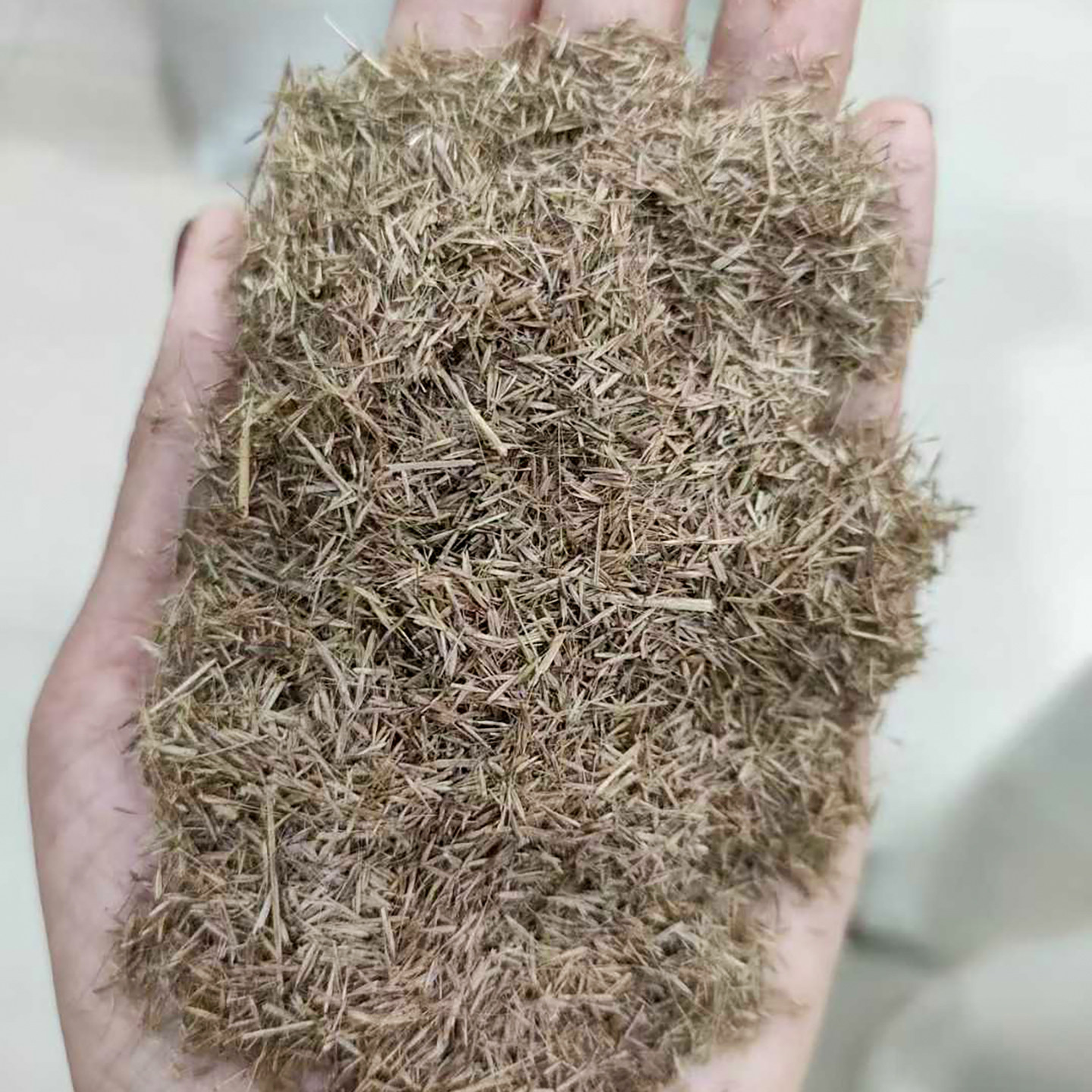粉黛乱子草种子