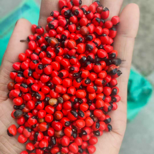 鸡母珠树种子海红豆美人豆相思豆 孔雀豆相思子藤本鄂西红豆种籽3