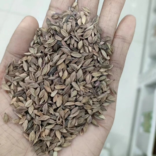 山桃草种子也叫千鸟花、白桃花、白蝶花、千岛花、玉蝶花