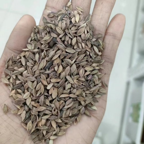 山桃草种子也叫千鸟花、白桃花、白蝶花、千岛花、玉蝶花
