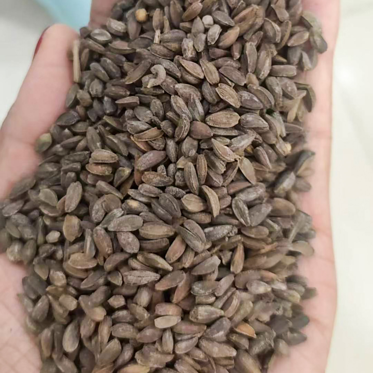 南非万寿菊种子5