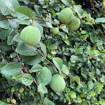 薜荔种子木莲凉粉果爬藤植物霹雳果3