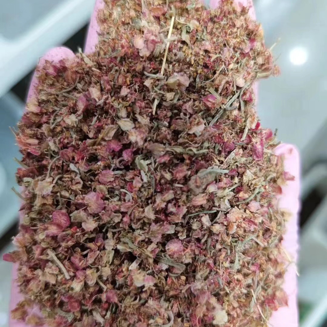 戟叶酸模种子34