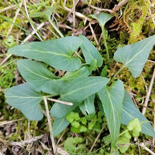 紫花地丁种子也叫犁头草甜地丁3