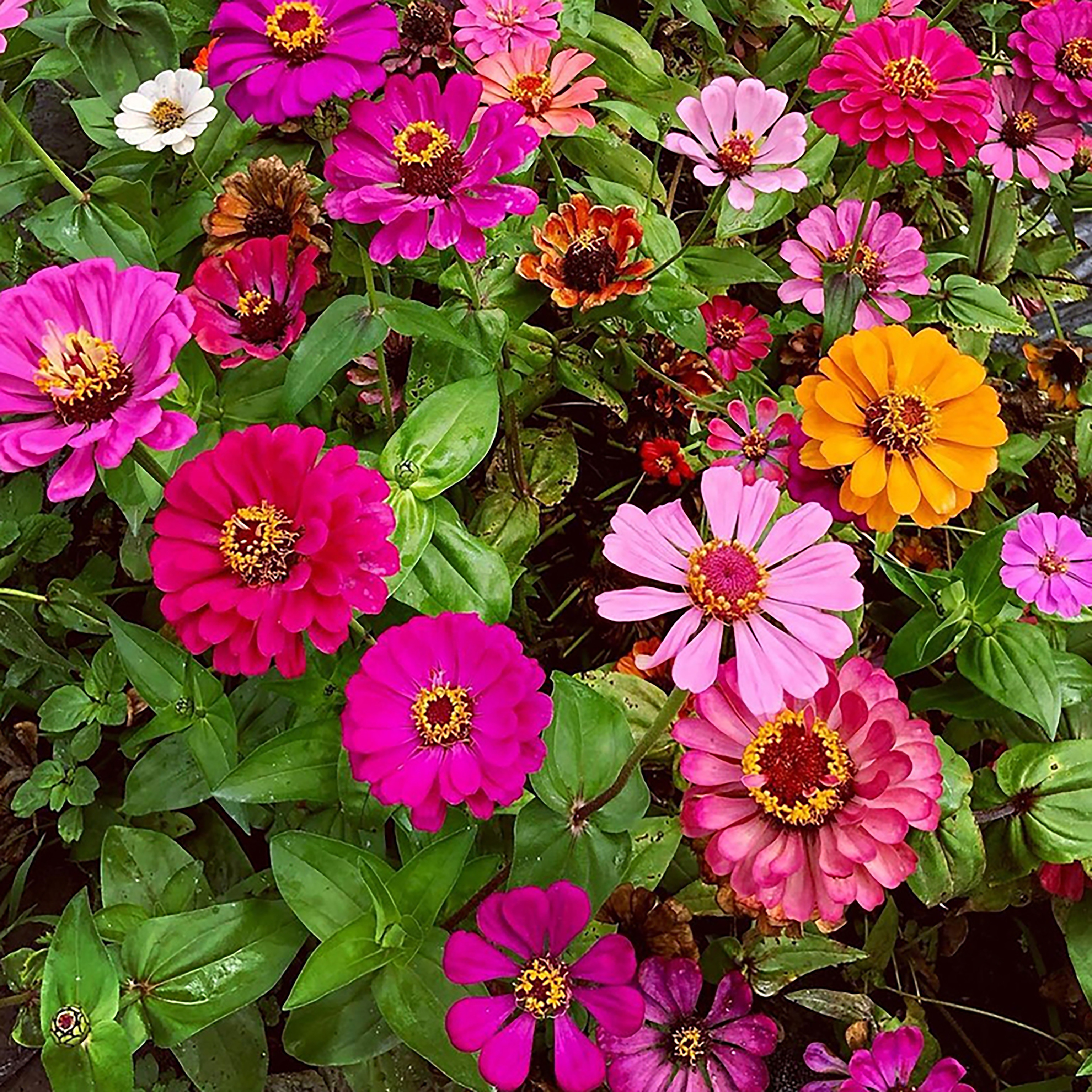 百日草花种籽子七彩重瓣花种子百日菊花籽庭院室外5
