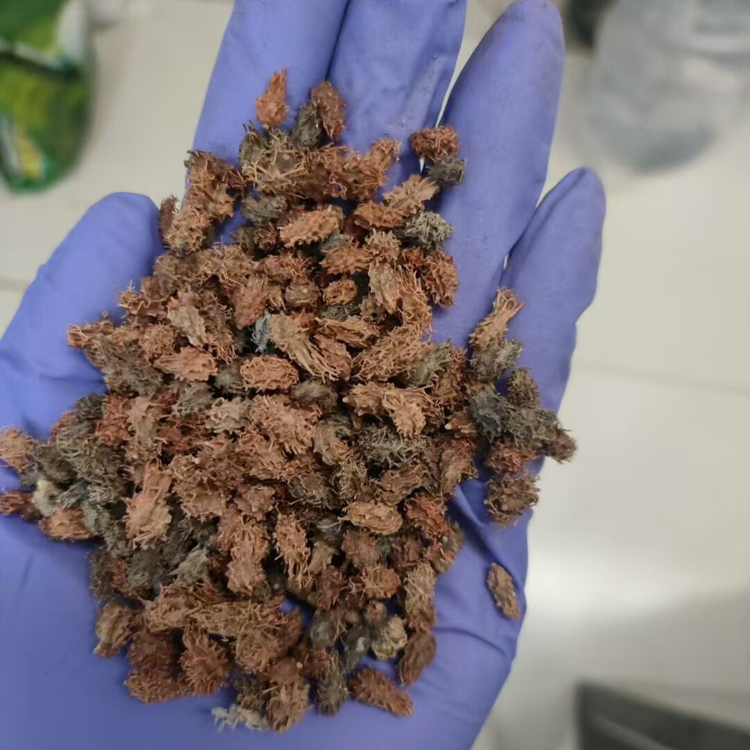 沙拐枣种子树种子牧草4