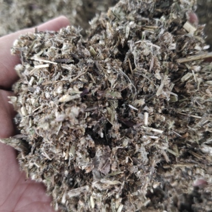 艾草种子子青团用驱蚊盆栽艾叶种籽籽种孑草种子3