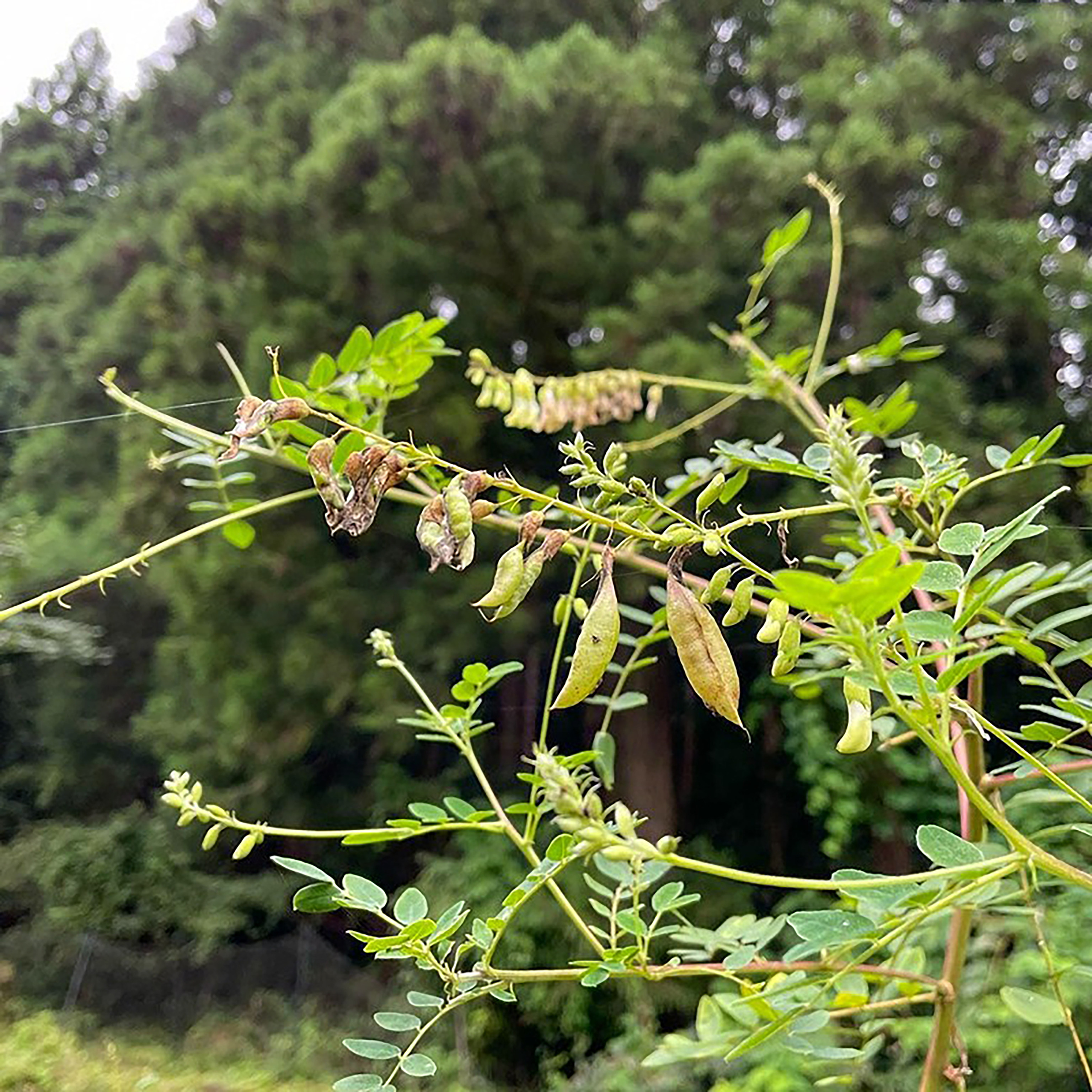 黄芪种子黄芪种籽黄芪种植苗内蒙古铁杆棉黄芪种孑3