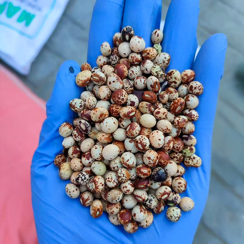 木豆种子一斤多年生四季护坡用