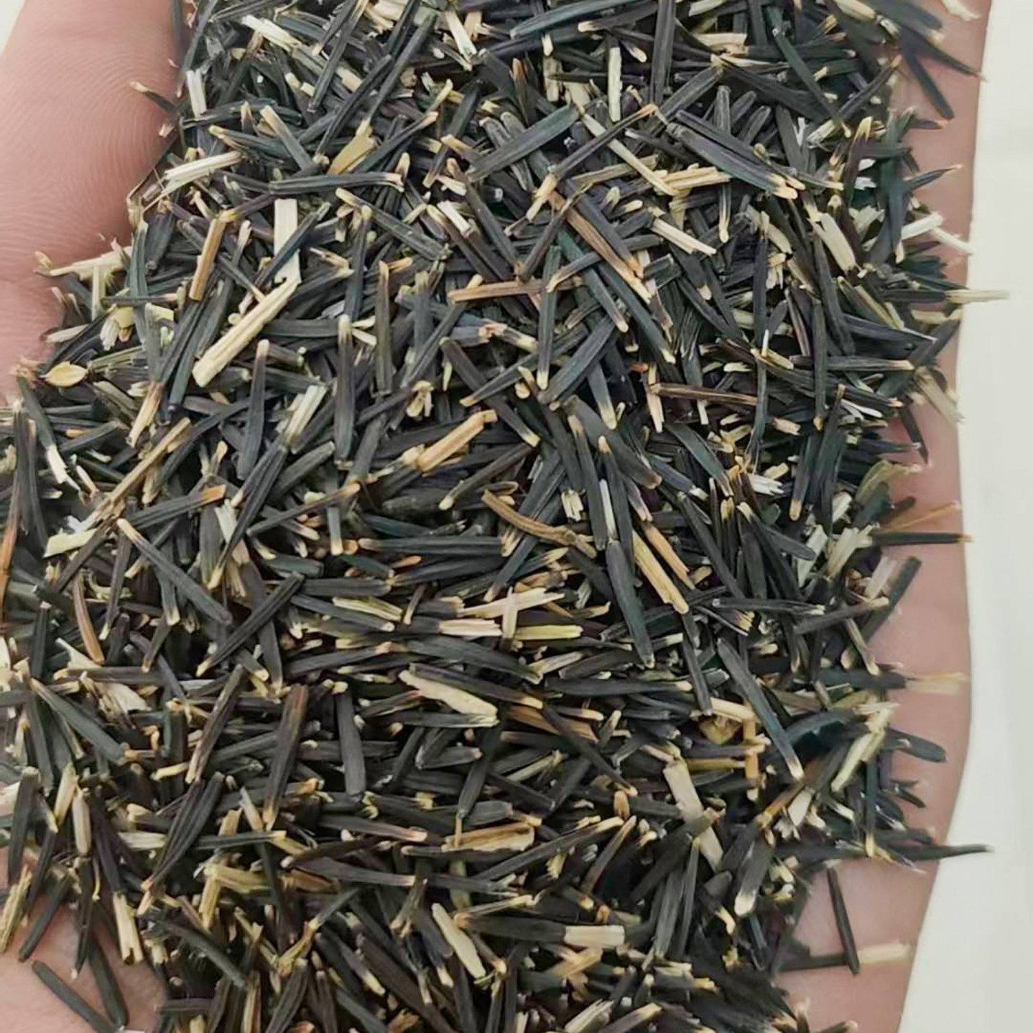 万寿菊种子5