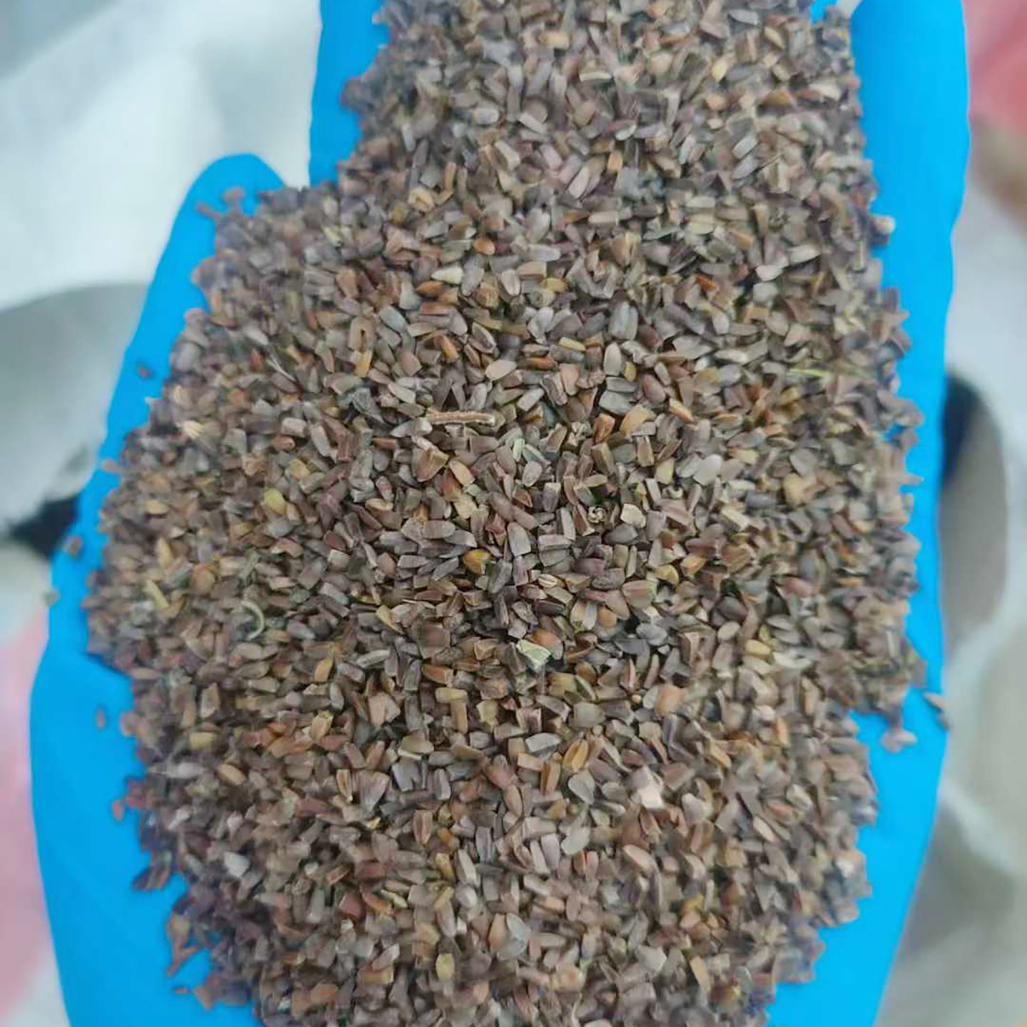 益母草种子 3