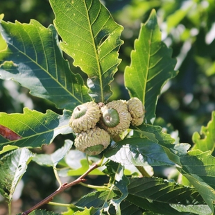 橡树种子新货现货4