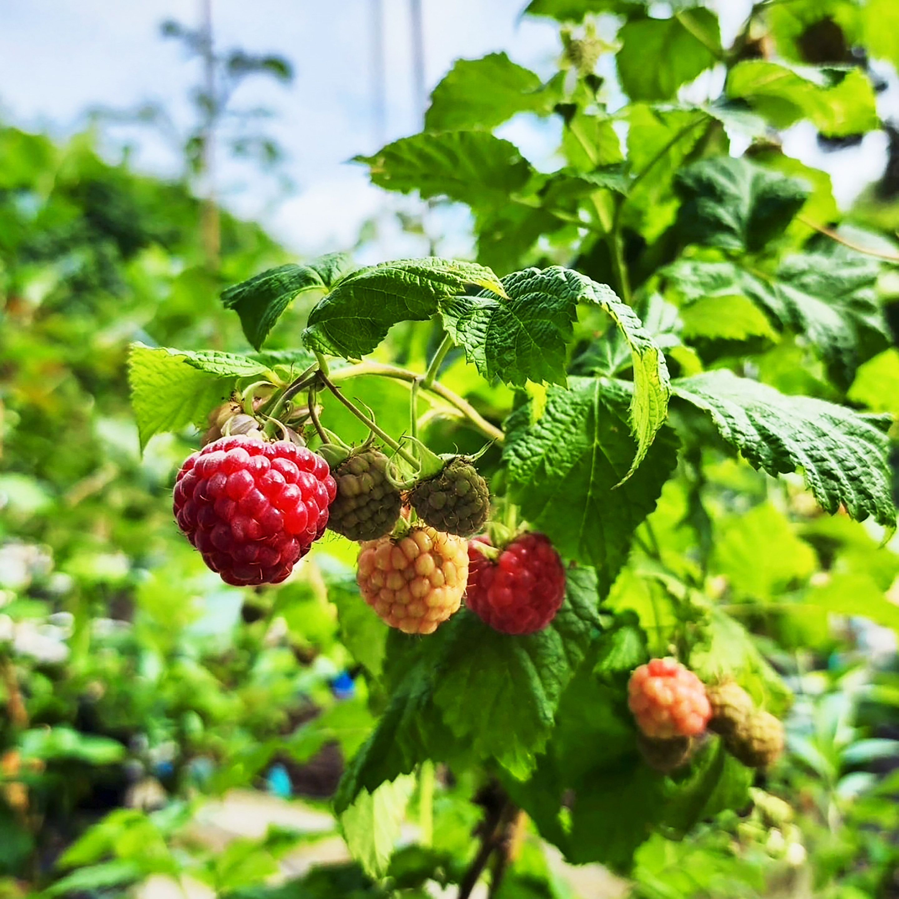 覆盆子种子多年生可食用水果