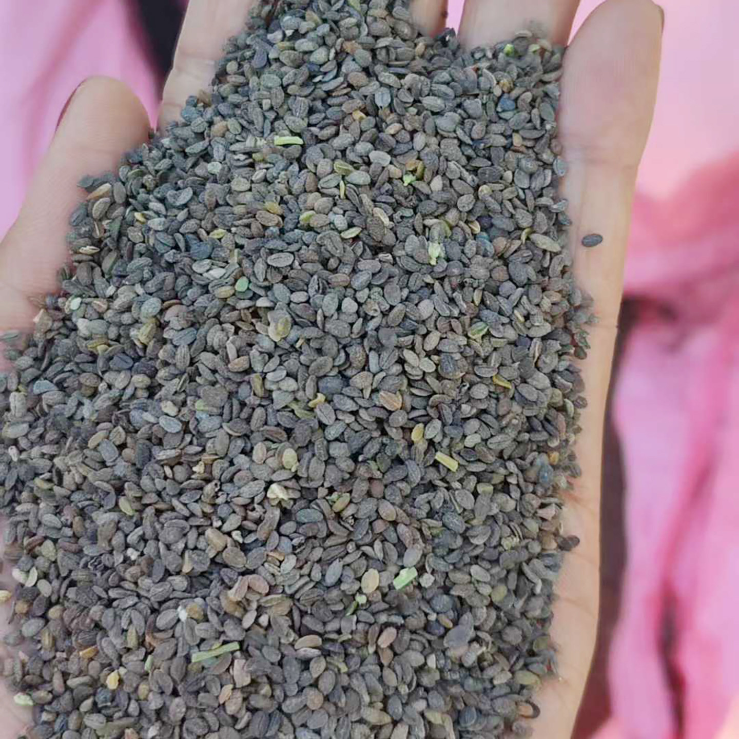 福禄考种子5